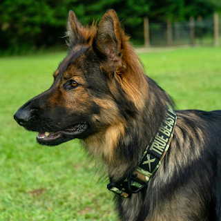 Buy Durable Pet Belts & Collars for Safety & Style Online at StriWears Pet Shop