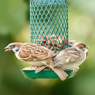 Buy High-Quality Birds Food & Treats Online at StriWears Pet Shop