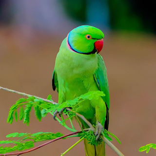 Buy Bird Products & Supplies Online at StriWears Pet Shop