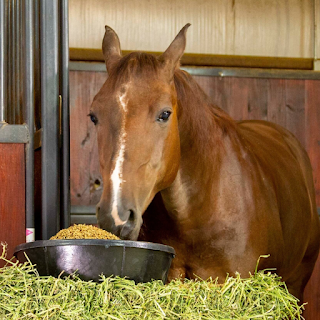 Buy High-Quality Horse Food & Treats Online at StriWears Pet Shop