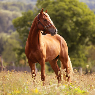 Buy Horse Products & Supplies Online at StriWears Pet Shop