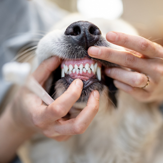 Buy High-Quality Pet Oral Care Products Online at StriWears Pet Shop