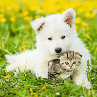 Buy High-Quality Pet Dewormers Online at StriWears Pet Shop