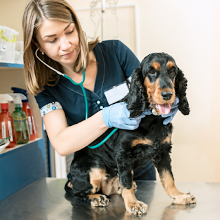 Buy Pet Doctors Products & Supplies Online at StriWears Pet Shop