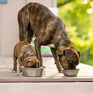 Buy Pet Food/Treats Products & Supplies Online at StriWears Pet Shop