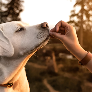 Buy Pet Healthcare Products & Supplies Online at StriWears Pet Shop