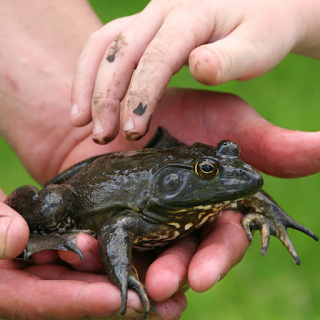 Buy Reptile & Amphibian Products & Supplies Online at StriWears Pet Shop