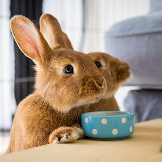 Buy Small Animal Products & Supplies Online at StriWears Pet Shop