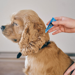 Buy High-Quality Ticks & Fleas Solutions for Pets Online at StriWears Pet Shop